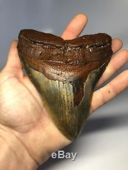 Monster 6.15 Huge Megalodon Fossil Shark Tooth 5 Wide Rare 3046