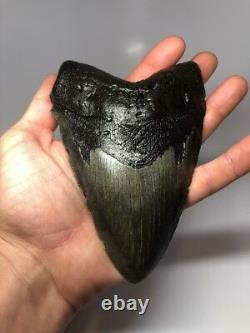 Monster 6.19 Amazing Megalodon Shark Tooth Fossil Rare Big 2687