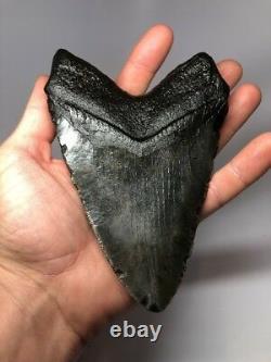Monster 6.19 Amazing Megalodon Shark Tooth Fossil Rare Big 2687