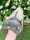 Monster 6.3 Inch Megalodon Shark Tooth With Tiger Bourlette No Resto Or Repair