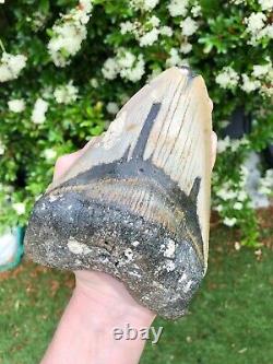 Monster 6.3 Inch Megalodon Shark Tooth With Tiger Bourlette No Resto or Repair