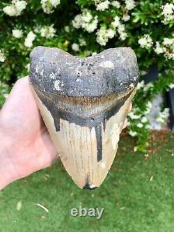 Monster 6.3 Inch Megalodon Shark Tooth With Tiger Bourlette No Resto or Repair