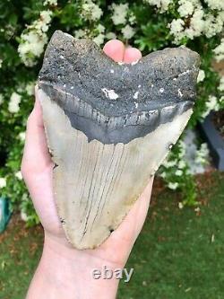 Monster 6.3 Inch Megalodon Shark Tooth With Tiger Bourlette No Resto or Repair