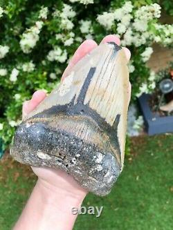Monster 6.3 Inch Megalodon Shark Tooth With Tiger Bourlette No Resto or Repair