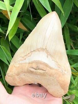 Monster 6.3 Inch White Megalodon Shark Tooth From Asia No Resto or Repair