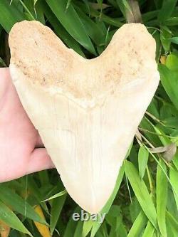 Monster 6.3 Inch White Megalodon Shark Tooth From Asia No Resto or Repair