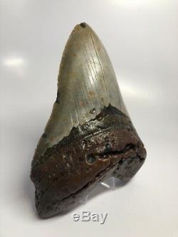 Monster 6.41 Thick Megalodon Fossil Shark Tooth Rare Big 2150