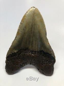 Monster 6.41 Thick Megalodon Fossil Shark Tooth Rare Big 2150