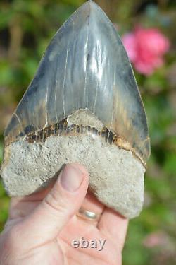 Monster 6 (5.975) Megalodon Shark Tooth, Killer Serrations, Nice Colour