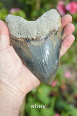 Monster 6 (5.975) Megalodon Shark Tooth, Killer Serrations, Nice Colour