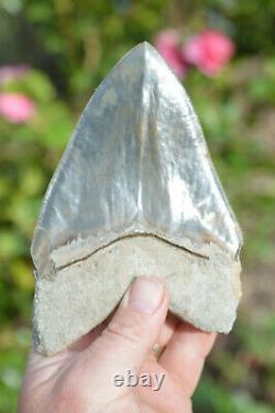 Monster 6 (5.975) Megalodon Shark Tooth, Killer Serrations, Nice Colour