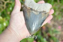 Monster 6 (5.975) Megalodon Shark Tooth, Killer Serrations, Nice Colour