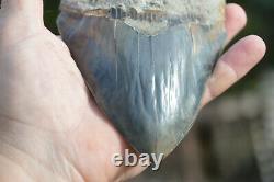 Monster 6 (5.975) Megalodon Shark Tooth, Killer Serrations, Nice Colour