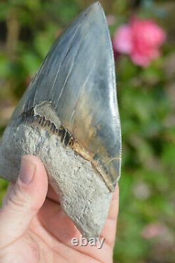 Monster 6 (5.975) Megalodon Shark Tooth, Killer Serrations, Nice Colour