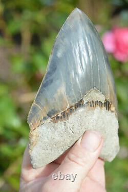 Monster 6 (5.975) Megalodon Shark Tooth, Killer Serrations, Nice Colour