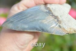 Monster 6 (5.975) Megalodon Shark Tooth, Killer Serrations, Nice Colour