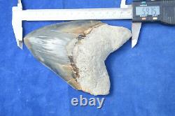 Monster 6 (5.975) Megalodon Shark Tooth, Killer Serrations, Nice Colour