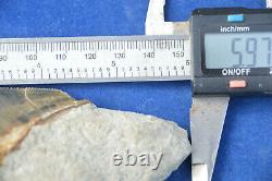 Monster 6 (5.975) Megalodon Shark Tooth, Killer Serrations, Nice Colour