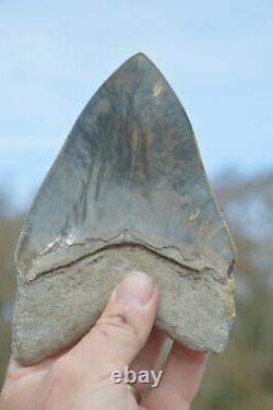 Monster 6 (5.975) Megalodon Shark Tooth, Killer Serrations, Nice Colour