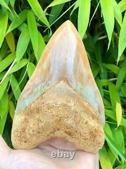 Monster 6 Inch Fire & Ice Megalodon Shark Tooth Museum Quality From Asia