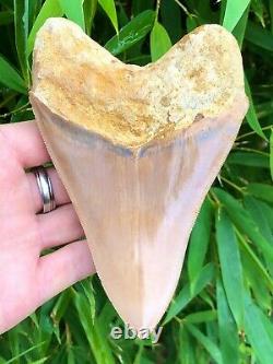 Monster 6 Inch High Quality Orange Indonesian Megalodon Shark Tooth