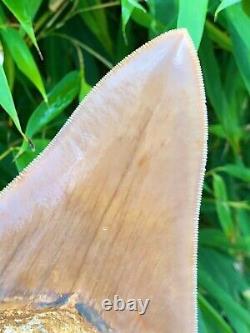 Monster 6 Inch High Quality Orange Indonesian Megalodon Shark Tooth