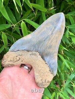 Monster 6 Inch Museum Quality Heart Shaped Indonesian Megalodon Shark Tooth
