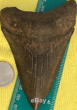 Monster Megalodon 4.25 Meg Shark Tooth Teeth Extinct Jaw Fossil