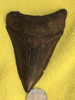 Monster Megalodon 4.25 Meg Shark Tooth Teeth Extinct Jaw Fossil