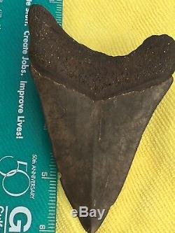 Monster Megalodon 4.25 Meg Shark Tooth Teeth Extinct Jaw Fossil