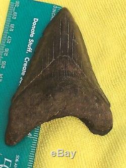 Monster Megalodon 4.25 Meg Shark Tooth Teeth Extinct Jaw Fossil