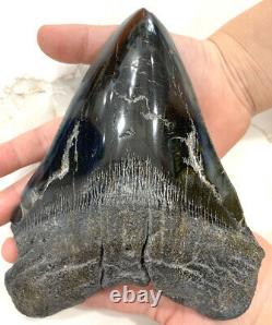 Monster Megalodon Shark Tooth 6 5/16'' inch