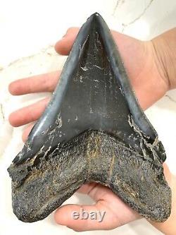 Monster Megalodon Shark Tooth 6 5/16'' inch