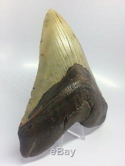 Monster Perfect 6.33 Megalodon Fossil Shark Tooth Teeth Rare Carolina W481
