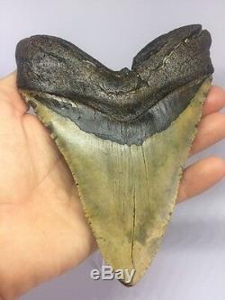 Monster Perfect 6.33 Megalodon Fossil Shark Tooth Teeth Rare Carolina W481