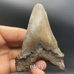 Monster Sized Angustidens 4 Inch Megalodon Ancestor Shark Tooth Cooper River SC