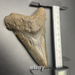 Monster Sized Angustidens 4 Inch Megalodon Ancestor Shark Tooth Cooper River SC