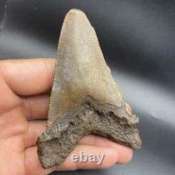 Monster Sized Angustidens 4 Inch Megalodon Ancestor Shark Tooth Cooper River SC
