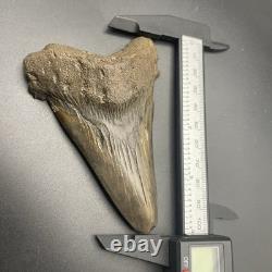 Monster Sized Angustidens 4 Inch Megalodon Ancestor Shark Tooth Cooper River SC