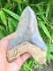 Monster Top 1% Museum Quality Heart Shaped Indonesian Megalodon Shark Tooth