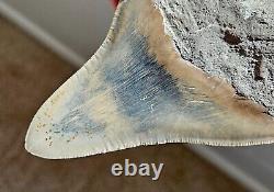 Multi Colored Serrated 5.93 Megalodon Shark Tooth Fossil, Indonesia