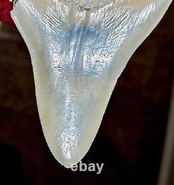 Multi Colored Serrated 5.93 Megalodon Shark Tooth Fossil, Indonesia