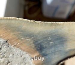 Multi Colored Serrated 5.93 Megalodon Shark Tooth Fossil, Indonesia