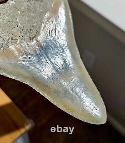 Multi Colored Serrated 5.93 Megalodon Shark Tooth Fossil, Indonesia