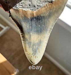 Multi Colored Serrated 5.93 Megalodon Shark Tooth Fossil, Indonesia