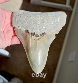 Multi Colored Serrated 5.93 Megalodon Shark Tooth Fossil, Indonesia