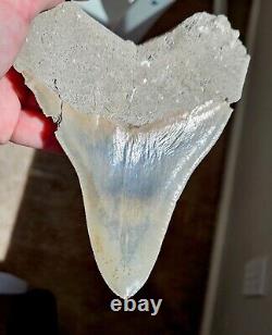 Multi Colored Serrated 5.93 Megalodon Shark Tooth Fossil, Indonesia