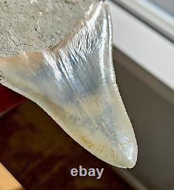 Multi Colored Serrated 5.93 Megalodon Shark Tooth Fossil, Indonesia