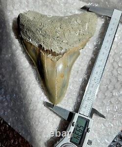 Multi Colored Serrated 5.93 Megalodon Shark Tooth Fossil, Indonesia