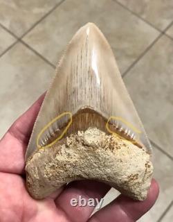 Multiple Pathologies & Extremely Attractive 4.43- Megalodon Sharktooth Fossil